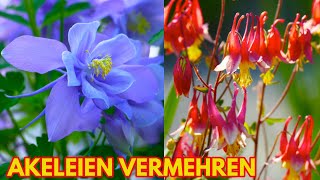 Akeleien vermehren Aussaat Tipps für Aquilegia vulgaris chryantha Barlow  How to grow columbines [upl. by Viviyan]