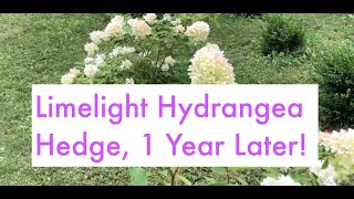 Limelight Hydrangea Hedge 1 Year After amp Pinky Winky Hydrangea Update [upl. by Yesdnik]