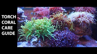 Torch Coral Care Guide [upl. by Iadrahs456]