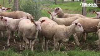 Connaissez vous le mouton charolais   Teranima TV [upl. by Eisac]