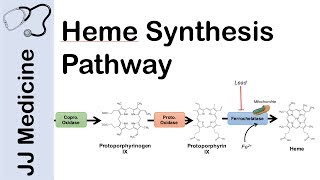 Heme Synthesis Pathway [upl. by Odiug197]