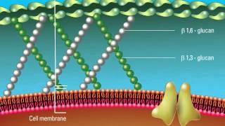 Overview of the Fungal Cell Structure [upl. by Davide]