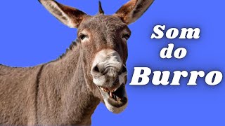 Som do Jegue Relinchando  Jumento Relinchando  Som do burro [upl. by Phalan]