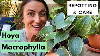 Hoya Macrophylla Variegata  Repotting and Care [upl. by Eittocs]