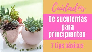 👩🏼‍🌾 Cómo cuidar tus suculentas 7 tips básicos PARA PRINCIPIANTES [upl. by Sanfred]