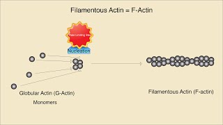 Microfilaments Structure Assembly and Function [upl. by Yetty]