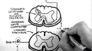 Spinal Pathways 3  Spinothalamic Tract [upl. by Vachil]