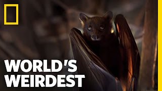 Flying Foxes  Worlds Weirdest [upl. by Anirahc]