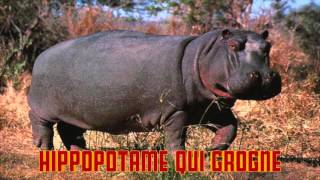 hippopotame qui grogne cri de l HIPPO [upl. by Noerb]