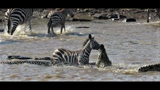 Zebras eaten by crocodiles on a Safari in Kenya [upl. by Murat]