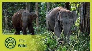 Borneos Pygmy Elephants  Go Wild [upl. by Elocan]