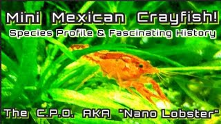 CPO Mexican Nano Crayfish  Species Spotlight Cambarellus patzcuarensis a Fascinating History [upl. by Auberon177]