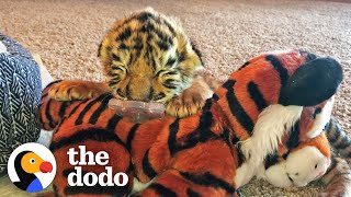 Tiniest Tiger Cub Is A Wild Man Now  The Dodo Little But Fierce [upl. by Ahcsrop]