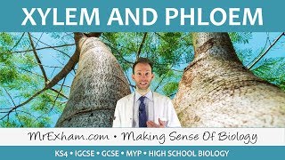 Transport in plants  Xylem and Phloem  GCSE Biology 91 [upl. by Atiekal]