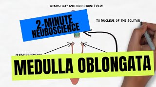 2Minute Neuroscience Medulla Oblongata [upl. by Ahsima269]