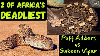 Ultimate Showdown Gaboon Viper vs Puff Adder [upl. by Introk828]