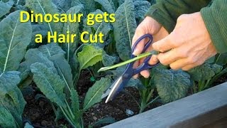 How to harvest Kale and Swiss Chard [upl. by Brenan821]