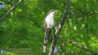 Yellowbilled Cuckoo [upl. by Ivetts598]