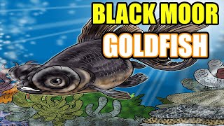 Black Moor Goldfish Care And Info  All About The Black Moor [upl. by Letnoj]