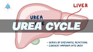 UREA CYCLE Simplified  Biochemistry [upl. by Elleirua]