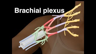 Brachial plexus [upl. by Nagey999]