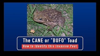 Cane Toads  How to Identify This Invasive Pest [upl. by Imarej]