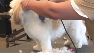 How to Use Clippers when Grooming a ShaggyHaired Dog  Dog Grooming [upl. by Norrej946]