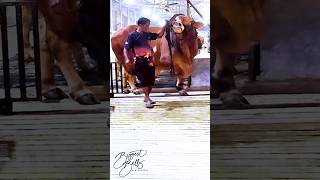 Heavyweight Sahiwal bull exiting the barn [upl. by Bricker]