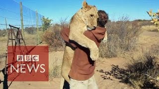 Lion hugger This is how Sirga the lion greets her owner  BBC News [upl. by Aguayo]