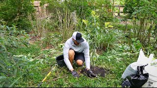 How To Plant A Fruit Tree 101  Pros Advice For Best Success [upl. by Berlyn979]