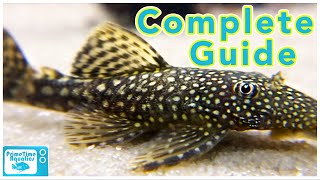 Bristlenose Pleco Care and Breeding [upl. by Lasley]