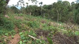 EXPERIENCIAS EN SISTEMAS AGROFORESTALES DINAMICOS I [upl. by Elmaleh]