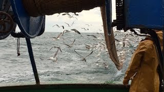 St Gilles Croix de Vie  la pêche à la sardine une tradition [upl. by Oiled]