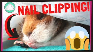 HOW TO Trim Your Guinea Pigs Nails With Ease  Squeak Dreams [upl. by Euqinot]