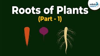 Roots of Plants  Morphology of Flowering Plants  Plant Morphology  Dont Memorise [upl. by Trabue]