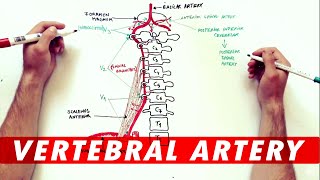 Anatomy Tutorial  The Vertebral Artery [upl. by Yuria]