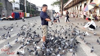 Feeding thousands of Pigeons [upl. by Perlie749]