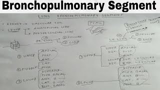 Bronchopulmonary Segment of Lung  TCML [upl. by Ahseele]