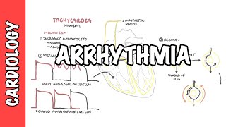 Arrhythmia Overview  Mechanism of bradyarrhythmia and tachyarrhythmia [upl. by Fisher]