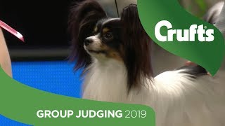 Toy Group Judging and Presentation  Crufts 2019 [upl. by Oren]