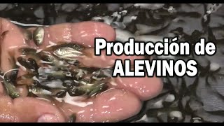 PRODUCCION DE ALEVINOS PISCICULTURA [upl. by Hunfredo]