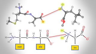 Peptide Bond Formation  Animation [upl. by Filip]