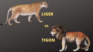 Liger vs Tigon who will win  Jungle Safari [upl. by Lu967]