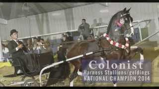 ADHHA Nationals 2014 Dutch Harness Horse Championships [upl. by Hedelman]