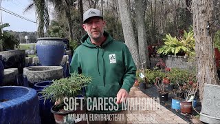 Facts About Soft Caress Mahonia [upl. by Avonasac]