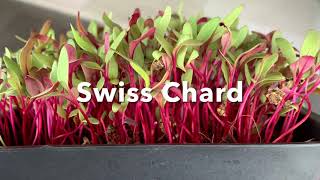 How to grow Swiss Chard Microgreens [upl. by Qirat686]