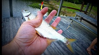 Fishing with LIVE Bait Golden Shiners [upl. by Jenei]