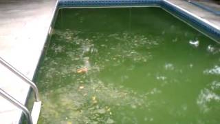 How to clean a GREEN POOL quotTHE SWAMPquot in 3 days [upl. by Neerbas]