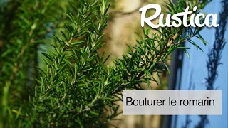 Comment bouturer le romarin [upl. by Esenahs]