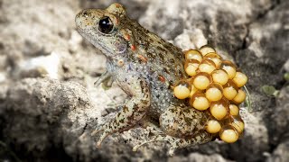 How Do Toads Give Birth In The Wild [upl. by Elah840]